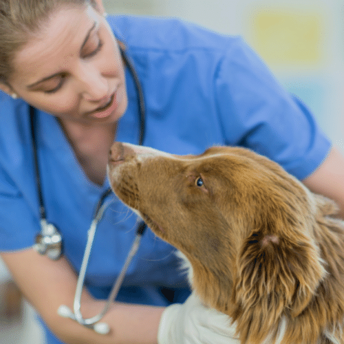 Shop at Veterinary Specialists Ireland Interest Free humm Ireland