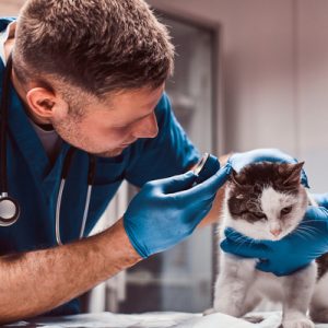 Veterinarian examining cat ear infection with an otoscope in a vet clinic.
