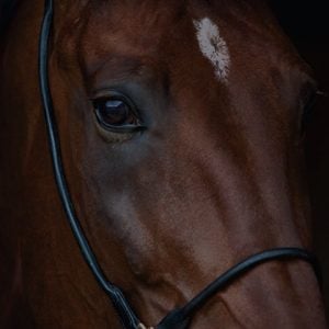 equestrian tile bnpl