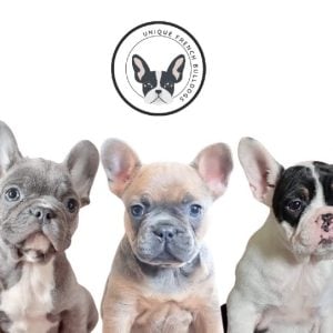 Unique French Bulldogs | Humm Buy Now Pay Later