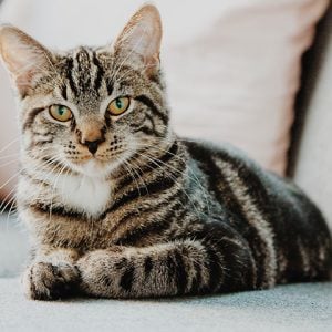 Pets_Tile1 Pets_Tile1