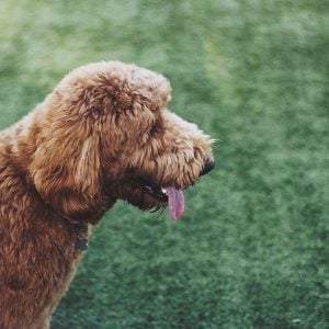 Pets_Tile2