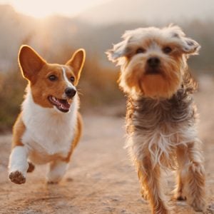 Pets Tile buy now pay later