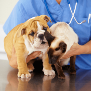 Veterinary Nursing Veterinary Nursing Training & Education Buy Now Pay Later with humm