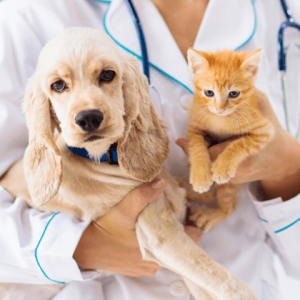 Pets_Tile5