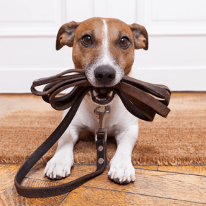 Pets_Tile7