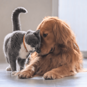 Pets Vets Buy Now Pay Later with humm